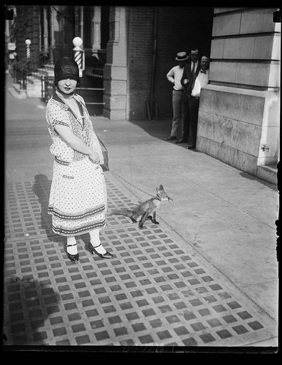 Miss Adelaide Hughes caused quite a little excitement on F St. Saturday when she strolled on the busy street with her pet fox