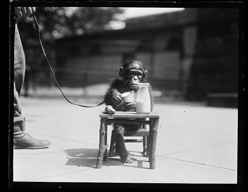 Chimp at table with milk and cup