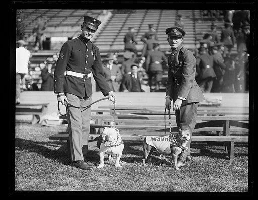 Military with bulldogs, one with coat labelled "Infantry" at stadium