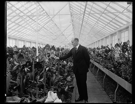 The amaryllis show. Among the first to visit the 1925 Amaryllis Show [...] by the Department of Agriculture was the new Secretary [...] Wm. M. Jardine, who is shown in the photograph