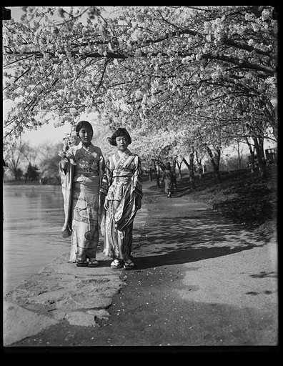 Women wearing kimonos under cherry blossoms