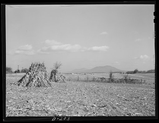 Everywhere in the Valley one looks up from rich fields to blue mountains. Rockingham County. Shenandoah Valley