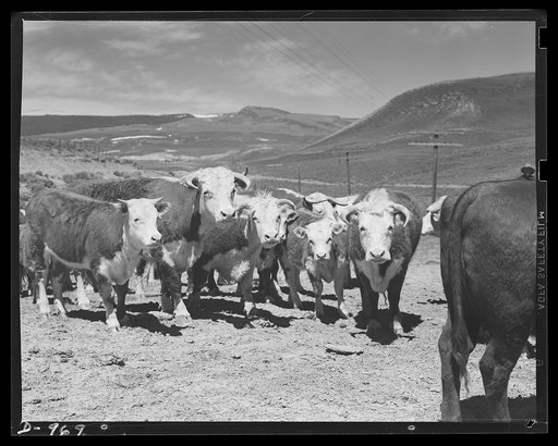 Productive America. Hereford beef cattle graze on a range in Eastern Wyoming