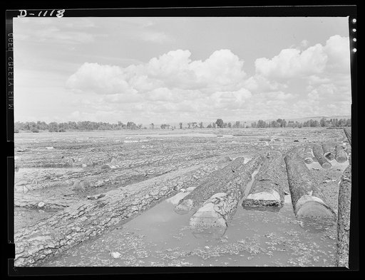 Lumber manufacture. Timber logs floating in pond at a western sawmill. These giants are awaiting their turn to be milled into lumber. Boise Payette Lumber Company, Boise, Idaho