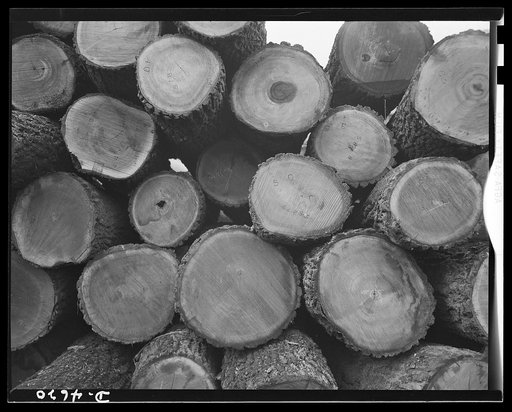 Conversion. Flooring to gunstocks. "Rifle furniture" in the raw. Walnut logs in the yard of a converted Midwest flooring plant await cutting into the blocks or pieces from which army gunstocks will be made. Louisville, Kentucky