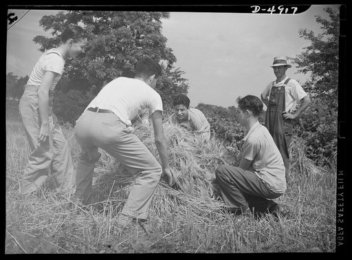 School boys training for agriculture. Inexperience is more than made up for by enthusiasm when these high school boys shock barley during their farm training period. In a few weeks these same boys will be helping Marlyland farmers six days a week during the entire summer