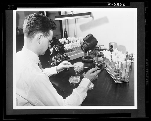 Production of butylene glycol. Dr. Lynferd J. Wickerham selects the bacteria that will convert corn into butylene glycol at the Northern Regional Research Laboratory of the U.S. Department of Agriculture at Peoria, Illinois. This is one step in the research that led to the development of a fermentat