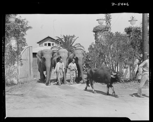 De Land pool. Moving circus. War production in Florida cost these circus animals their winter home for the duration. They are shown as the Johnny J. Jones show vacated its winter quarters at the Volusia County fairgrounds to make room for subcontractors in the De Land pool, who turned the fairground