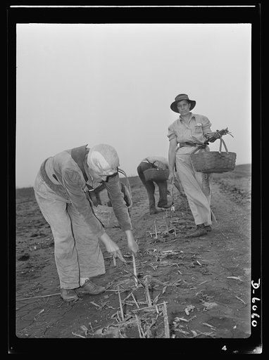 Women in war. Agricultural workers. With the nation's manpower swelling the ranks of the armed forces, women must step into many new occupations in both urban and rural life. These women harvest hands in Rochelle, Illinois, are helping the national welfare by picking the summer asparagus crop