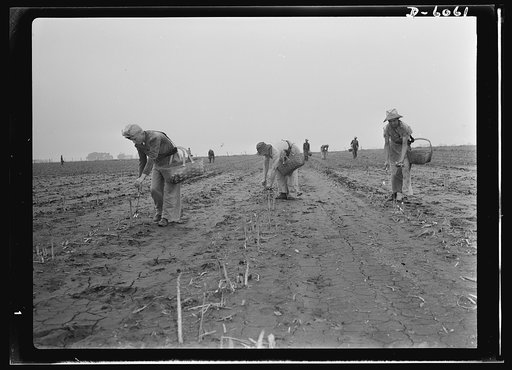 Women in war. Agricultural workers. With the nation's manpower swelling the ranks of the armed forces, women must step into many new occupations in both urban and rural life. These women harvest hands in Rochelle, Illinois, are helping the national welfare by picking the summer asparagus crop