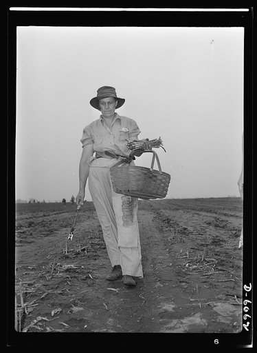 Women in war. Agricultural workers. With the nation's manpower swelling the ranks of the armed forces, women must step into many new occupations in both urban and rural life. These women harvest hands in Rochelle, Illinois, are helping the national welfare by picking the summer asparagus crop