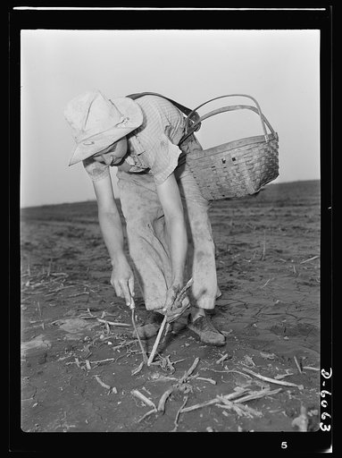 Women in war. Agricultural workers. With the nation's manpower swelling the ranks of the armed forces, women must step into many new occupations in both urban and rural life. These women harvest hands in Rochelle, Illinois, are helping the national welfare by picking the summer asparagus crop