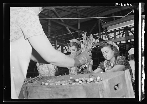 Women in war. Summer canning workers. Food to make America strong. Women near Rochelle, Illinois, many of them schoolteachers and pupils, work in asparagus canning factories during the summer months