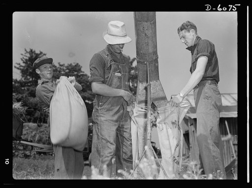 Manpower. Grain threshing. The ripe kernels of grain flowing from this threshing machine will help keep America, and her allies, strong. Much of this season's harvest will be shipped abroad on a lend-lease basis. Father and sons contribute their manpower to provide this vital food