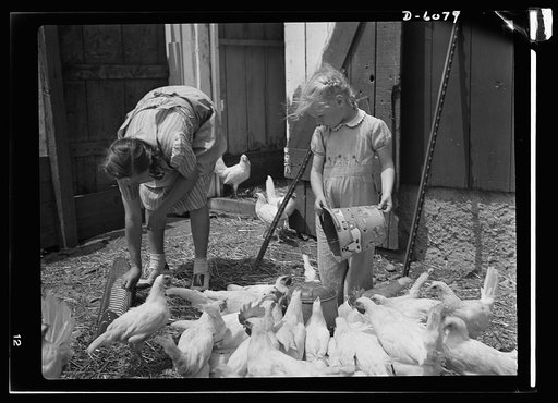 Agriculture. Women on farms. Induction of much of America's manpower into the armed forces brings increased activity to U.S. farmer's wives, who, like Mrs. Harold Sontag of Maple Park, Illinois, finds the day all too short for the completion of her many chores. With one of her youngsters to help, sh