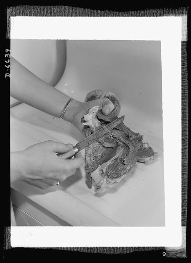 "Share The Meat" recipes. Braised stuffed heart. Wash and slit the hearts, remove gristle and blood vessels