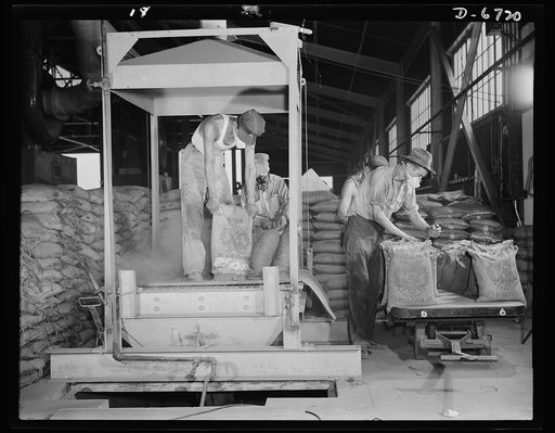 Production. Tin smelting. Emptying bags of raw tin ore from South America on a conveyor which feeds the crusher of a Southern smelter. The crusher reduces the larger particles to uniform size and discharges ore ready for the first stages of the smelting operation. The plant is already producing larg