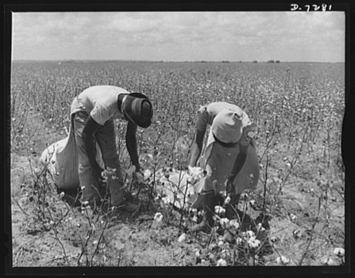 Agricultural. Mexican cotton pickers. Because of the nation's manpower shortage, which threatened the United States' summer cotton crops, Mexican workers were recently asked to assist farmers near Corpus Christi, Texas, during the cotton harvest season