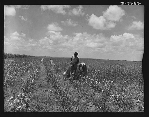 Agricultural. Mexican cotton pickers. Because of the nation's manpower shortage, which threatened the United States' summer cotton crops, Mexican workers were recently asked to assist farmers near Corpus Christi, Texas, during the cotton harvest season