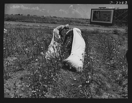 Agricultural. Mexican cotton pickers. Trailing oversize sacks behind them, these Mexican workers are doing a good turn for their American neighbors. With serious shortages threatening ruin to Texas harvests. Mexican workers stepped into the breach and saved the crops, vital to the war effort