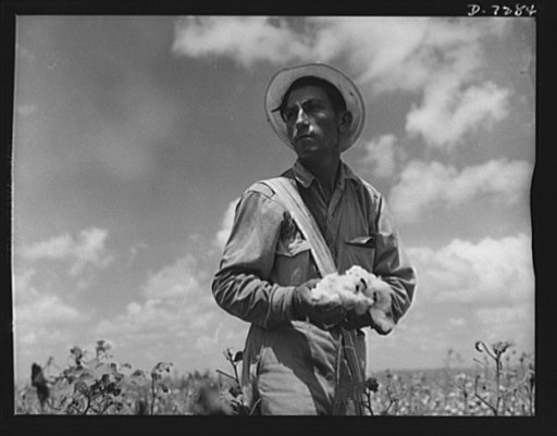 Agricultural. Mexican cotton pickers. His hands full of soft white cotton, this Mexican worker takes a moment's rest from back-breaking labor. During the summer cotton harvest season, this Good Neighbor and hundreds like him, gave a hand to farmers near Corpus Christi, Texas, whose crops were threat