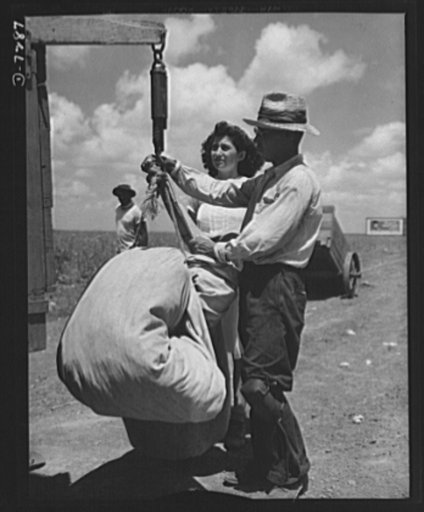 Agricultural. Mexican cotton pickers. Mexican workers weigh precious sacks of cotton prior to shipment to the ginning mills. Because of the U.S. agricultural labor shortage hundreds of these Good Neighbors gave farmers of Corpus Christi, Texas a hand in the harvesting of this vital war crop