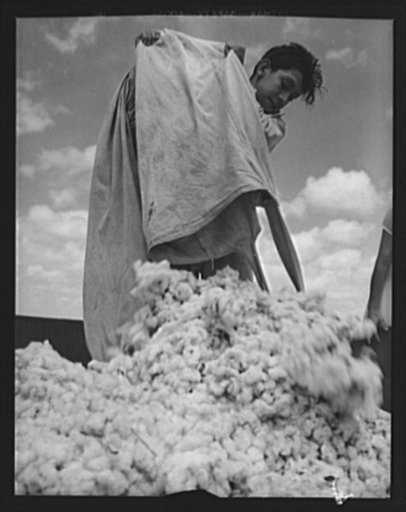 Agricultural. Mexican cotton pickers. A young Mexican acts as a Good Neighbor and gives a hand to cotton farmers near Corpus Christi, Texas, where manpower shortage threatened the cotton crop. This young man is dumping the cotton into a truck, which will carry it to a ginning mill