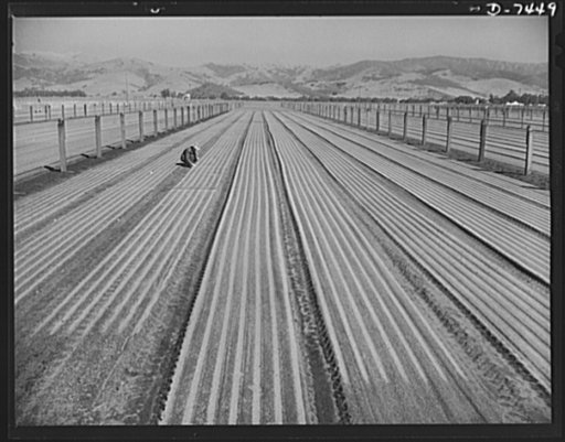 Agriculture. Guayule cultivation. Newly-seeded guayule nursery beds. Guayule seeds are very fine and delicate and cannot be planted as other seeds. A specially constructed machine drops the seeds on a very carefully prepared seedbed and then covers the seed with a band of white sand to prevent the w