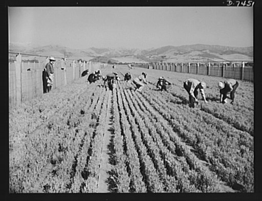 Agriculture. Guayule cultivation. Weeding guayule nursery beds. A special small power cultivator cleans the space between the rows, but the rows themselves must be weeded by hand. Guayule plantings will produce an estimated 600 tons of rubber in 1943, provided a crop in 1944 which should yield 33,00
