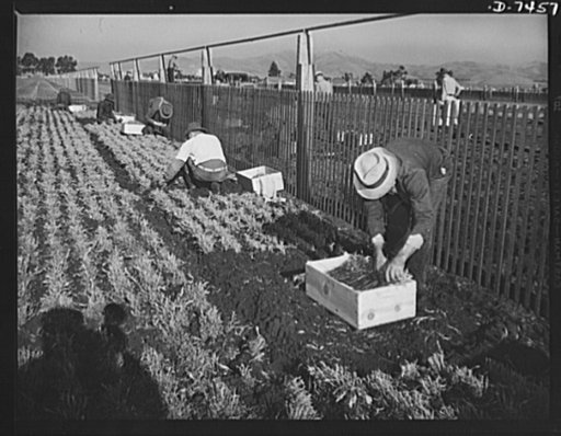 Agriculture. Guayule cultivation. Workmen removing guayule seedling from a nursery beds after the mechanical digger has uprooted them. The seedlings are graded, packed, and transported to field plantations. Guayule plantings will produce an estimated 600 tons of rubber in early 1943, provide a crop 