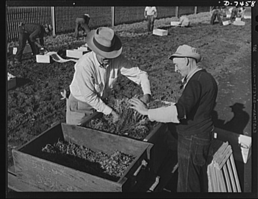 Agriculture. Guayule cultivation. Packing guayule seedling as they are dug from the nursery beds. The roots are packed in damp shingle-tow (cedar shavings), in which condition the plants may be shipped for long distances. Guayule plantings will produce an estimated 600 tons of rubber in early 1943, 