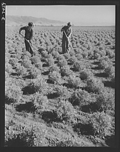 Agriculture. Guayule cultivation. A young field of guayule at the end of the first growing season in the Salinas Valley of California. Plants were transplanted from the nursery in May; picture taken the following fall.  Guayule plantings will produce an estimated 600 tons of rubber in early 1943, pr