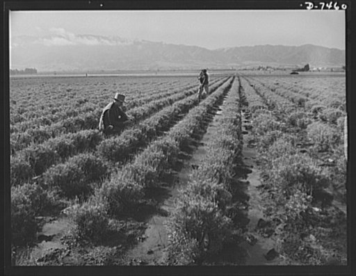 Agriculture. Guayule cultivation. Irrigating a two year old field of guayule in the Salinas Valley of California. Guayule will grow on dry land in this section, but produces rubber quicker when irrigated. Guayule plantings will produce an estimated 600 tons of rubber in early 1943, provide a crop in