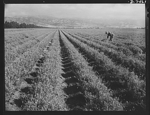 Agriculture. Guayule cultivation. A two year old guayule plantation in the Salinas Valley of California. Note the abundant seed stalks occurring on these irrigated plants. Guayule plantings will produce an estimated 600 tons of rubber in 1943, provide a crop in 1944 which should yield 33,000 tons an