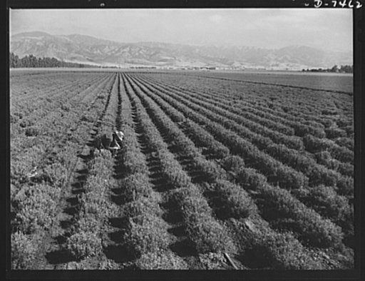 Agriculture. Guayule cultivation. A two year old guayule plantation in the Salinas Valley of California. Guayule plantings will produce an estimated 600 tons of rubber in 1943, provide a crop in 1944 which should yield 33,000 tons and a harvest in 1945 to yield 47,000 tons. An annual production of 7