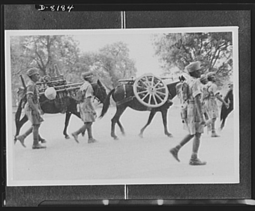 Indian troops in East Africa. Mules used in carrying equipment by Indian Army in East Africa