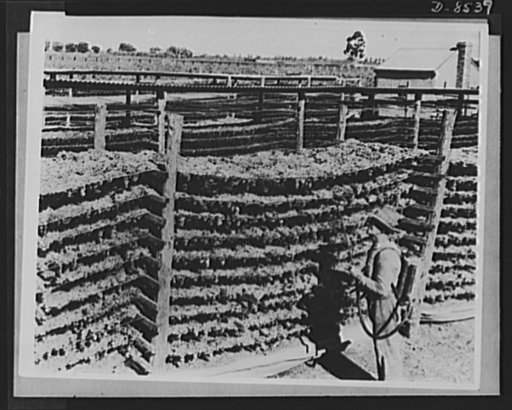 One year of reciprocal aid. Australia has undertaken to expand the production and processing of her food, to supply the American armed forces in the Solomons, New Guinea, New Caledonia and the New Hebrides, in addition to those on the Australian mainland. Dried fruit is shown here, before being ship