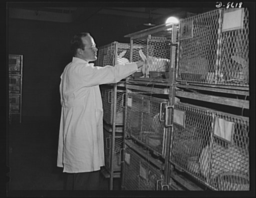 Production. Blood transfusion bottles. Rabbits too, aid the war effort. William Edwin Morris, histologist for Baxter Laboratories Inc., Glenview, Illinois, conducts research on blood plasma through experimentation on rabbits. The company prepares transfusion bottles for blood letting
