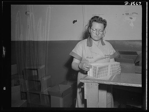 Printing war ration book 2. Ida Stuart quickly checks the assembled pages of ration books as they come from the cutter