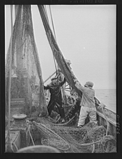 Victory food from American waters. Heavy nets slide down Old Glory's side at fishing grounds off the New England coast where rosefish are being sought. This species of fish can be caught only in daytime