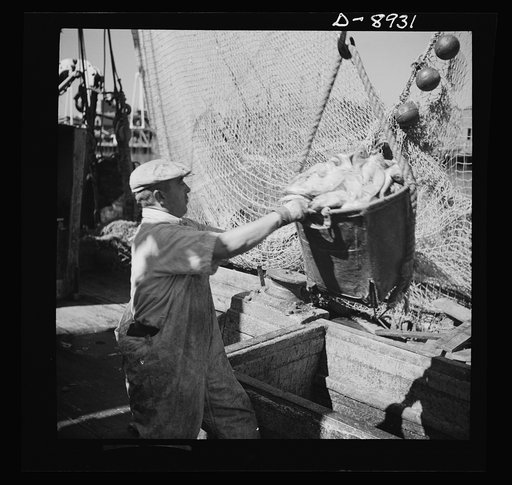 Victory food from American waters. The ship docked, canvas baskets filled with rosefish go ashore where they will be inspected and weighed, then filleted and frozen and shipped to armed forces in the United States and abroad