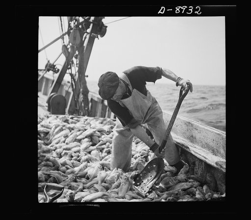 Victory food from American waters. Immediately after being caught rosefish are shoveled into the hold for packing the ice. Once called "goldfish" because of their brilliant color, the fish are finding a ready market because of their manifold uses--as food for humans, as fish meal and fish oil