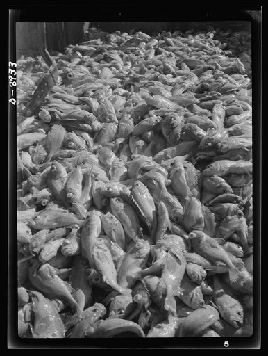 Victory food from American waters. Decks are convered with tons of rosefish as the Old Glory reaches its capacity load. After two and one half days of fishing, a catch of 85,000 pounds has been hauled in