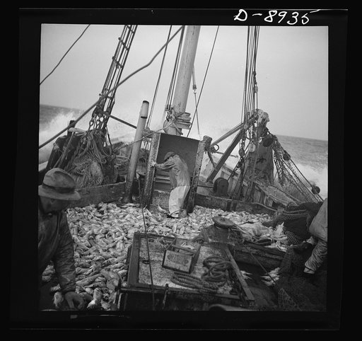 Victory food from American waters. Striking good fishing grounds, fishermen load their boat with rosefish. Only a thin slice from each side of the rosefish is useable as food. Fish meal and fish oil are made from the remaining parts