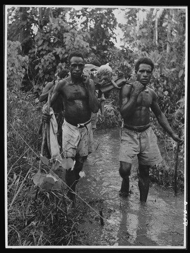 Natives aid Allied drive in New Guinea jungles. Through trackless jungles, over deep ravines and across mountain ranges, the natives of New Guinea transport wounded Allied troops to hospital bases. This picture from the Sanananda area shows the nature of the country from which Allied casualties must