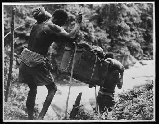 Natives aid Allied drive in New Guinea jungles. Long distances must be traversed by the supply lines of the Allied troops in the New Guniea area. Native carriers, shown above, keep going all day long through the trackless undergrowth in carrying supplies and evacuating the wounded