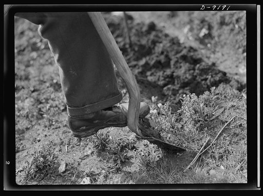 Victory Gardens--for family and country. First step in preparing ground for a Victory Garden is to turn the soil. It is well to spade deeply and as early as possible, choosing a time when the soil is easily worked
