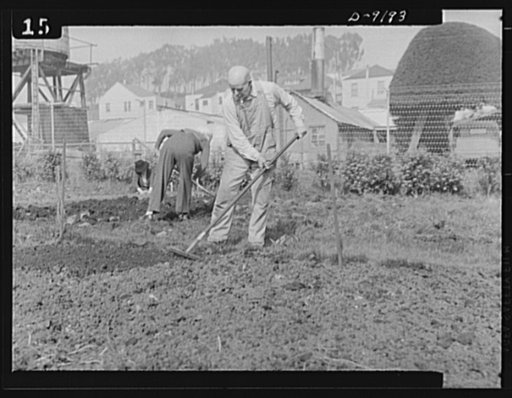 Victory Gardens--for family and country. Young and old, everybody is Victory Gardening this spring, and there'll soon be hardly a backyard that's not under cultivation. Prior to planting, this gardener is raking the soil to pulverize and prepare it for seed