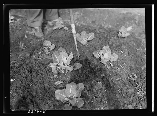 Victory Gardens--for family and country. Victory Gardeners should learn the importance of cultivating around plants, such as these young cabbages, at regular intervals. Soil should be loosened to a depth of two or three inches so that plants may obtain maximum food