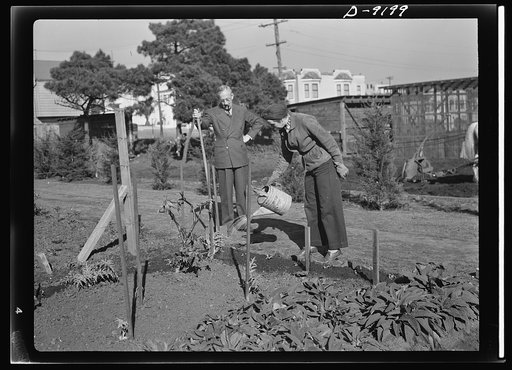 Victory Gardens--for family and country. Frequent watering of the Victory Garden is necessary during the early stages of growth. The soil should be well watered and watering should not be done during strong sunshine